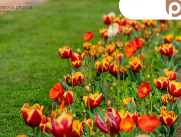 <h1>- Bendigo Stock Photos - Annual Tulip Display -</h1><a href="https://bendigostock.photos/s/nggallery/search/tulip">tulip </a><a href="https://bendigostock.photos/s/nggallery/search/flower">flower </a><a href="https://bendigostock.photos/s/nggallery/search/garden">garden </a><a href="https://bendigostock.photos/s/nggallery/search/conservatory">conservatory </a><a href="https://bendigostock.photos/s/nggallery/search/colourful">colourful </a><a href="https://bendigostock.photos/s/nggallery/search/spring">spring </a><a href="https://bendigostock.photos/s/nggallery/search/beautiful">beautiful </a><a href="https://bendigostock.photos/s/nggallery/search/clock">clock </a><a href="https://bendigostock.photos/s/nggallery/search/tower">tower </a><a href="https://bendigostock.photos/s/nggallery/search/post">post </a><a href="https://bendigostock.photos/s/nggallery/search/office">office </a><a href="https://bendigostock.photos/s/nggallery/search/war">war </a><a href="https://bendigostock.photos/s/nggallery/search/memorial">memorial </a>