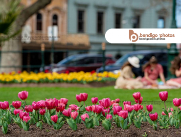 <h1>- Bendigo Stock Photos - Annual Tulip Display -</h1><a href="https://bendigostock.photos/s/nggallery/search/tulip">tulip </a><a href="https://bendigostock.photos/s/nggallery/search/flower">flower </a><a href="https://bendigostock.photos/s/nggallery/search/garden">garden </a><a href="https://bendigostock.photos/s/nggallery/search/conservatory">conservatory </a><a href="https://bendigostock.photos/s/nggallery/search/colourful">colourful </a><a href="https://bendigostock.photos/s/nggallery/search/spring">spring </a><a href="https://bendigostock.photos/s/nggallery/search/beautiful">beautiful </a><a href="https://bendigostock.photos/s/nggallery/search/clock">clock </a><a href="https://bendigostock.photos/s/nggallery/search/tower">tower </a><a href="https://bendigostock.photos/s/nggallery/search/post">post </a><a href="https://bendigostock.photos/s/nggallery/search/office">office </a><a href="https://bendigostock.photos/s/nggallery/search/war">war </a><a href="https://bendigostock.photos/s/nggallery/search/memorial">memorial </a>