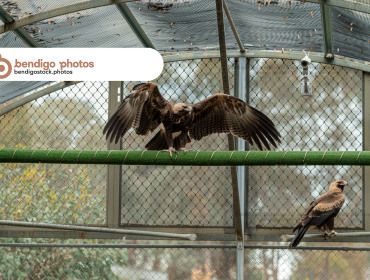 <a href="https://bendigostock.photos/s/nggallery/search/wedge%20tailed%20eagle">Wedge Tailed Eagle</a>