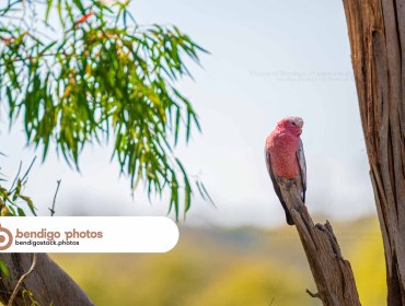 Cockatoos Bird - Bendigo Stock Photos