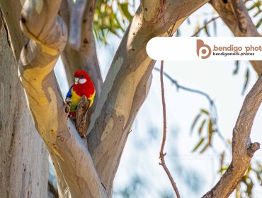 Rainbow Parrot Bird - Bendigo Stock Photos